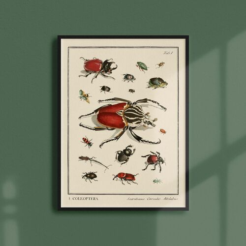 Affiche 30x40 - Insectes - Coleoptera - 1
