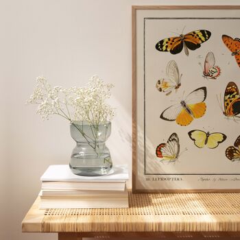 Affiche 30x40 - Insectes - Lepidoptera - 1 2