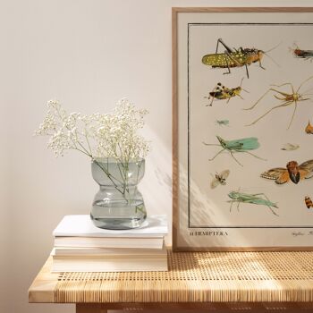 Affiche 30x40 - Insectes - Hemiptera 2