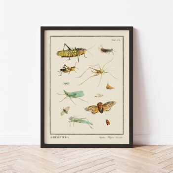 Affiche 30x40 - Insectes - Hemiptera 3