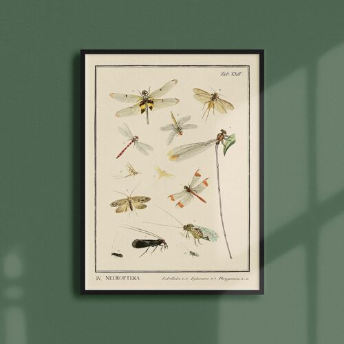 Affiche 30x40 - Insectes - Neuroptera