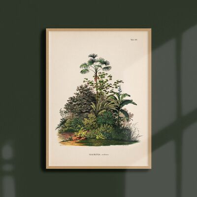 Poster 30x40 - Palm trees - Tab 44