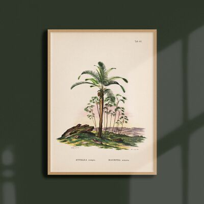 Poster 30x40 - Palm trees - Tab 41