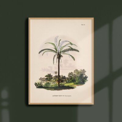 Poster 30x40 - Palm trees - Tab 58