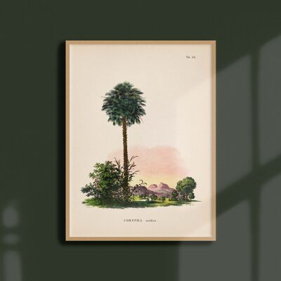 Poster 30x40 - Palm trees - Tab 49