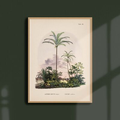 Poster 30x40 - Palm trees - Tab 62