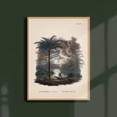 Poster 30x40 - Palm trees - Tab 70