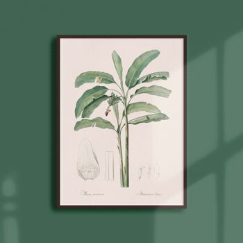 Affiche 21x30 - Bananier cultivé 1