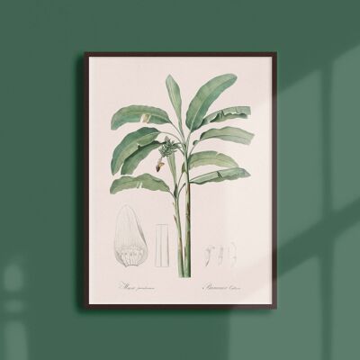 Poster 21x30 - Kultivierter Bananenbaum