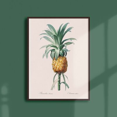 Poster 21x30 - Cultivated pineapple