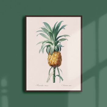 Affiche 21x30 - Ananas cultivé 1