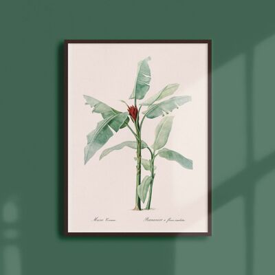 Poster 21x30 - Banano con fiori scarlatti