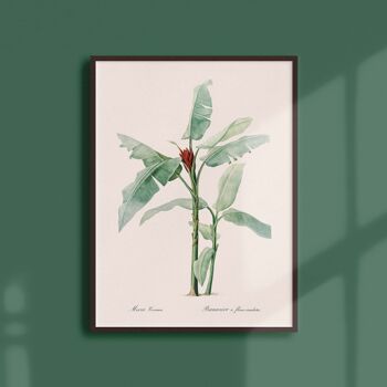 Affiche 21x30 - Bananier à fleurs écarlates 1