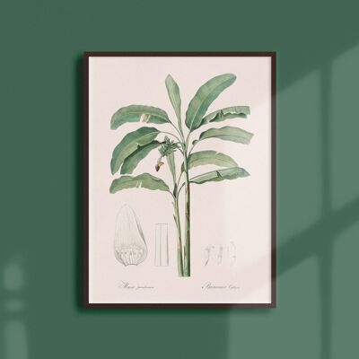 Poster 30x40 - Kultivierter Bananenbaum