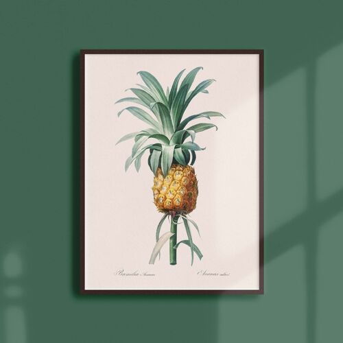 Affiche 30x40 - Ananas cultivé