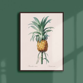 Affiche 30x40 - Ananas cultivé 1