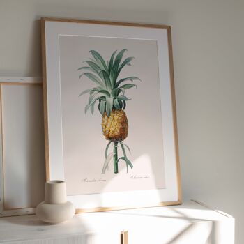 Affiche 30x40 - Ananas cultivé 4