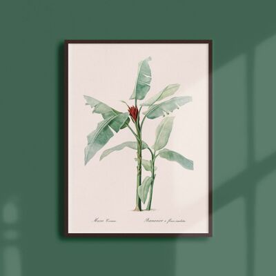 Poster 30x40 - Bananenbaum mit scharlachroten Blüten