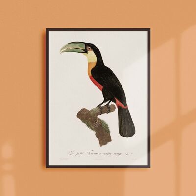 Poster 30x40 - The little red-bellied Toucan