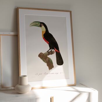 Affiche 30x40 - Le petit Toucan à ventre rouge 3