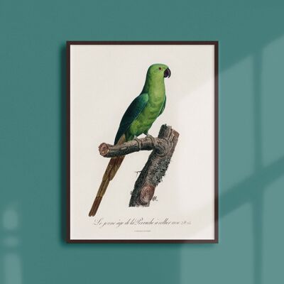 Poster 21x30 - The Rose-collared Parakeet