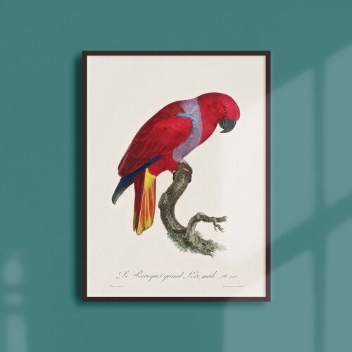 Affiche 21x30- Le Perroquet Grand Lori