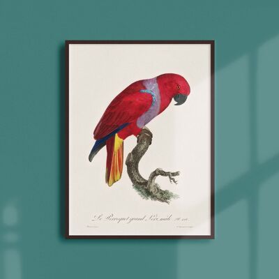 Poster 21x30- Le Parroquet Grand Lori