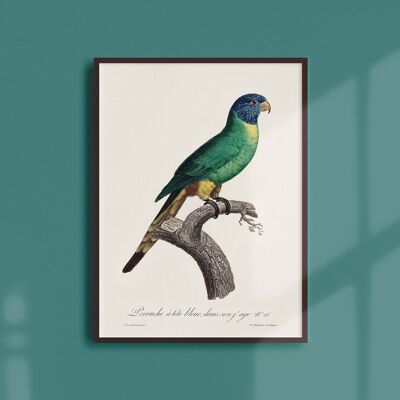 Poster 21x30 - The Blue-headed Parakeet