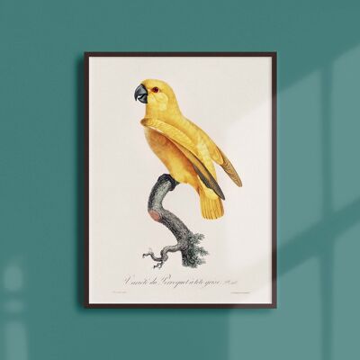 Poster 21x30 - Der grauköpfige Papagei