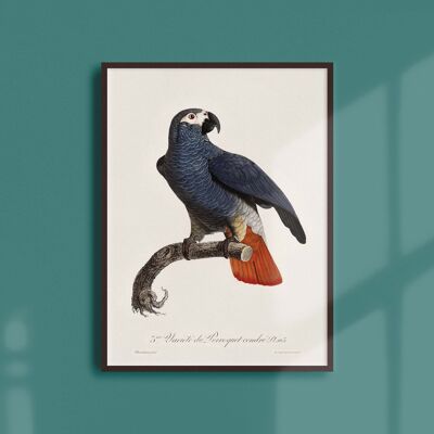 Poster 21x30 - Il pappagallo cinereo