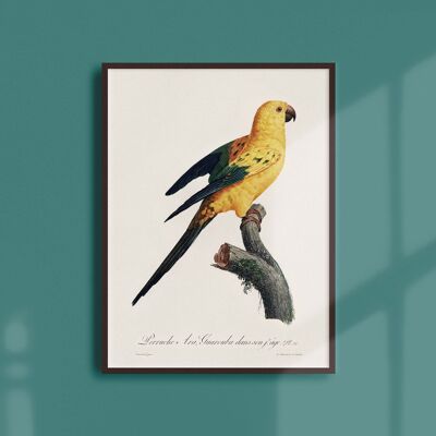 Poster 30x40 - The Parakeet Ara Guarouba