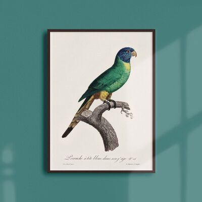 Poster 30x40 - The Blue-headed Parakeet