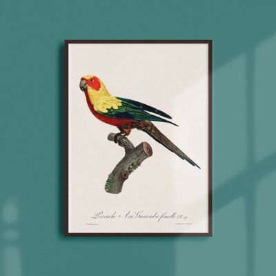 Poster 30x40 - The Female Ara Guarouba Parakeet