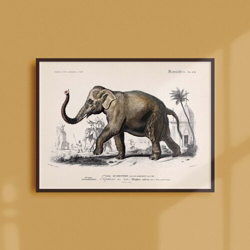 Affiche 21x30 - L'éléphant des Indes