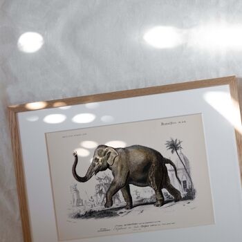 Affiche 21x30 - L'éléphant des Indes 2