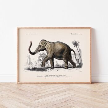 Affiche 21x30 - L'éléphant des Indes 3