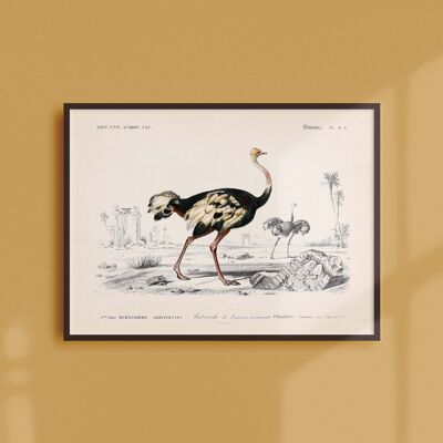 Póster 21x30 - El avestruz del viejo continente