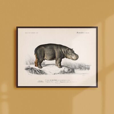 Poster 21x30 - The amphibious hippopotamus