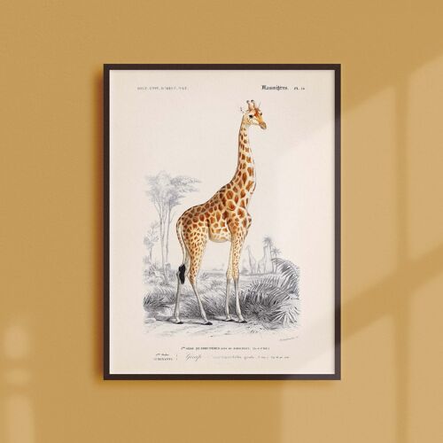 Affiche 21x30 - La girafe
