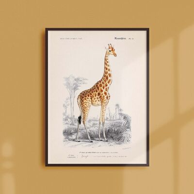 Poster 21x30 - Die Giraffe
