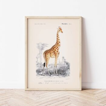 Affiche 21x30 - La girafe 3