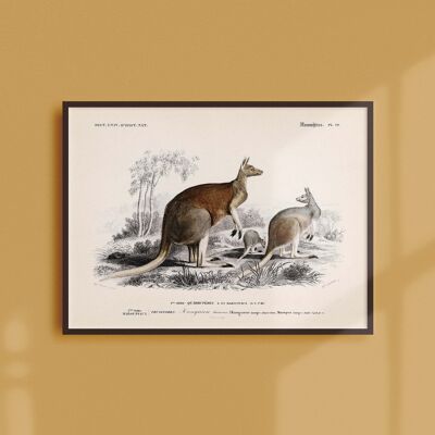 Poster 21x30 - The woolly kangaroo
