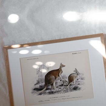 Affiche 21x30 - Le kangourou laineux 2