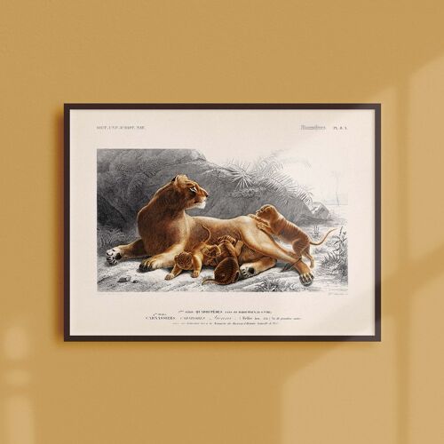 Affiche 21x30 - La lionne et ses lionceaux