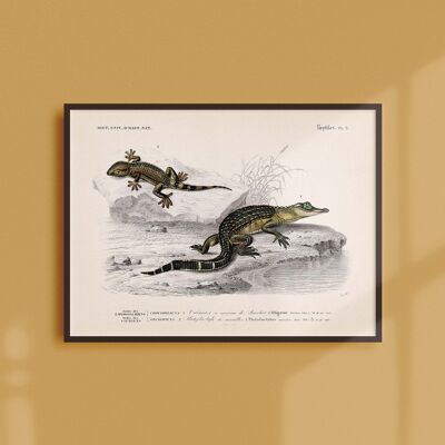 Póster 21x30 - El caimán y el platydactyl