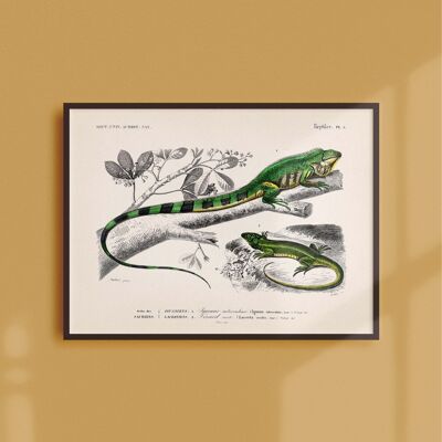 Póster 21x30 - La iguana y el lagarto