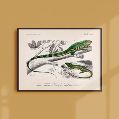 Poster 21x30 - Der Leguan und die Eidechse