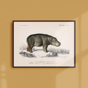 Affiche 30x40 - L'hippopotame amphibie 1