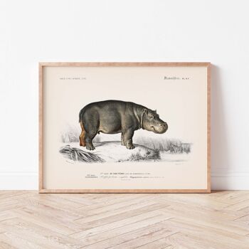 Affiche 30x40 - L'hippopotame amphibie 3