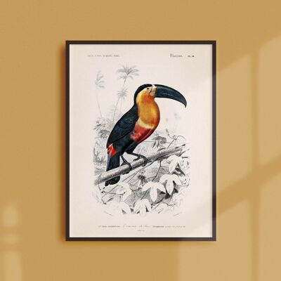 Affiche 30x40 - Le toucan de Para